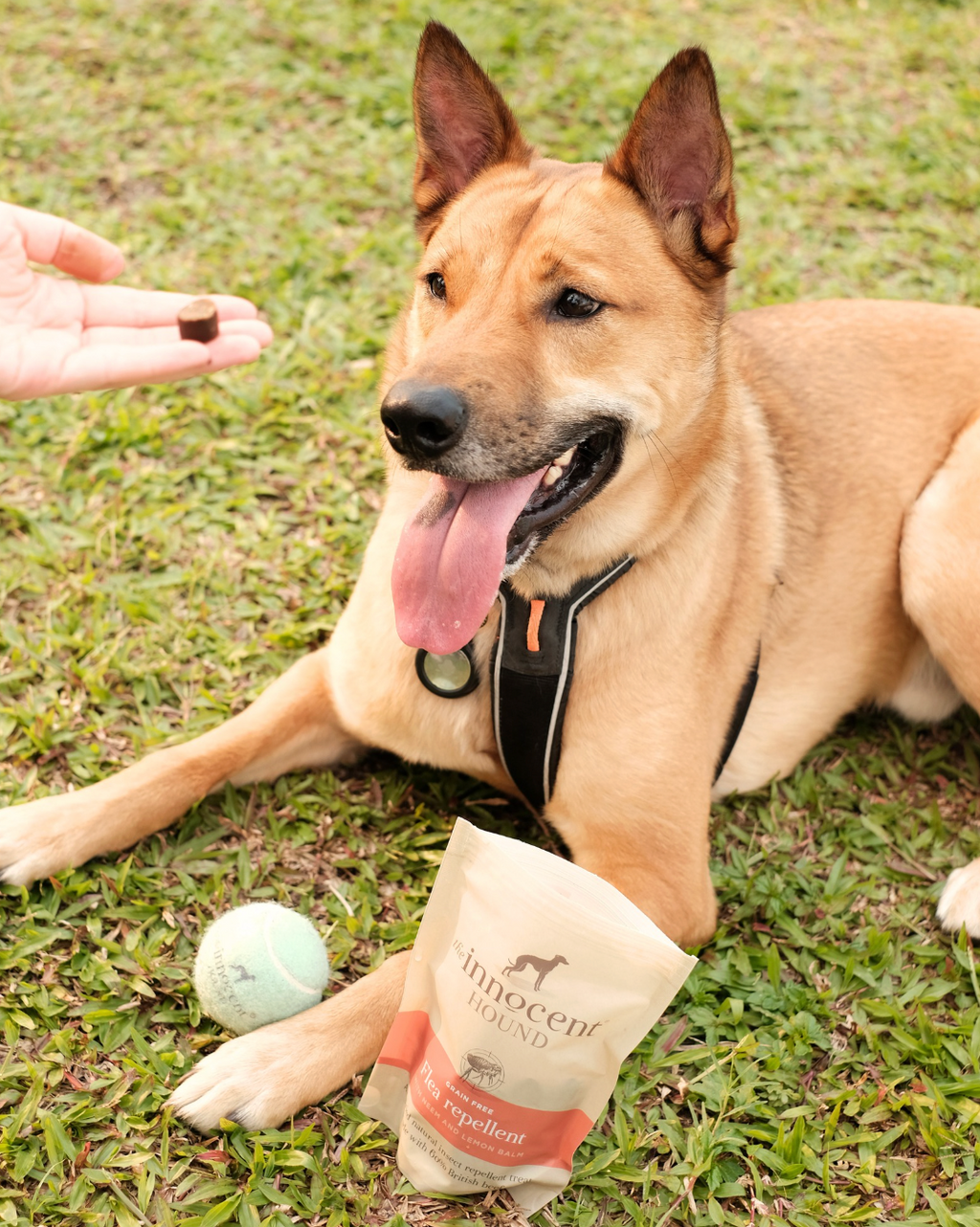 Flea Repellent Support - Beef with Neem & Lemon Balm