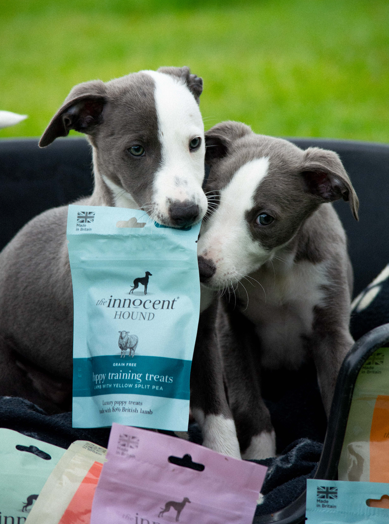 Puppy Training Treats - Lamb with Yellow Split Pea