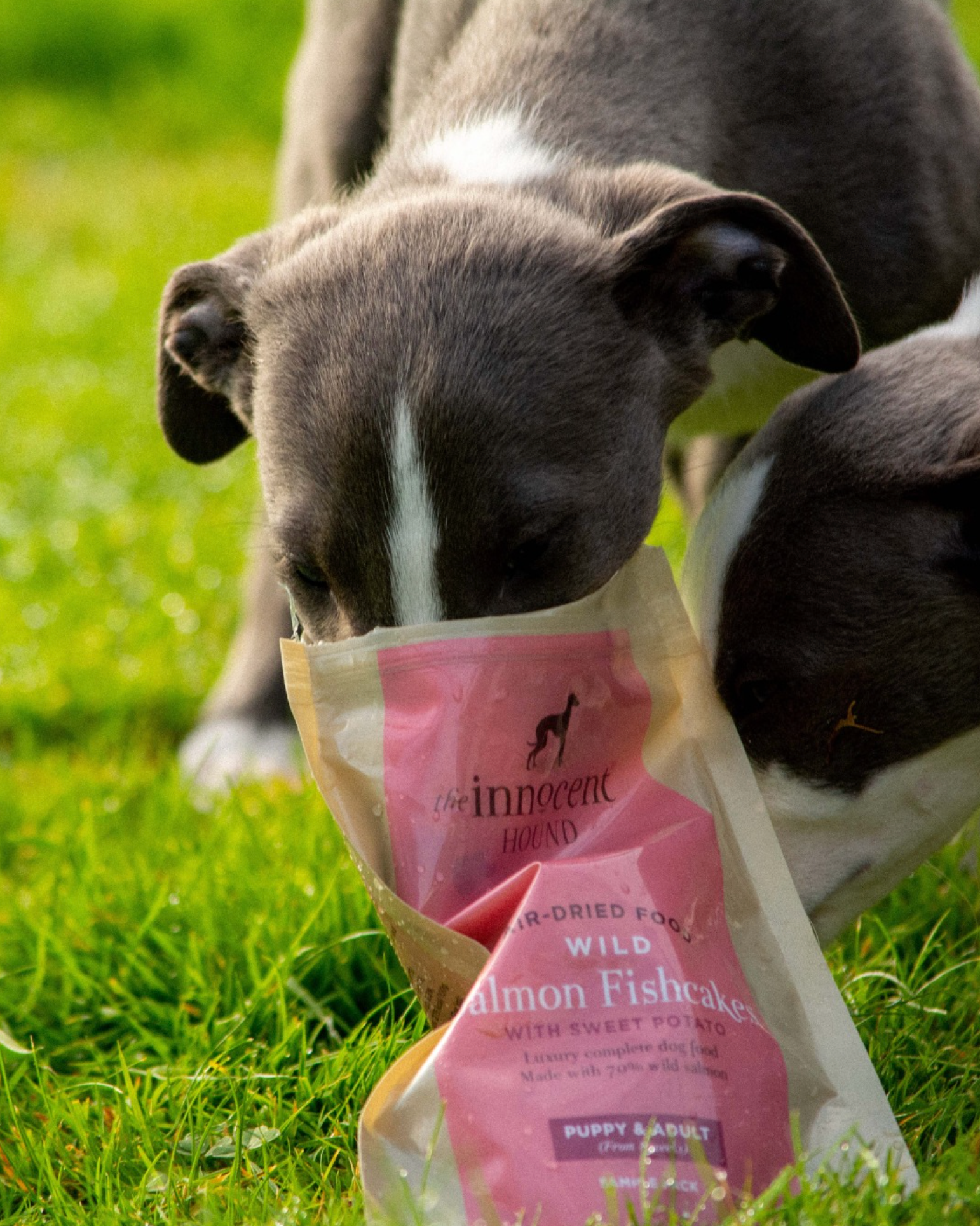 Air-Dried Complete Dog Food - Salmon (100g)