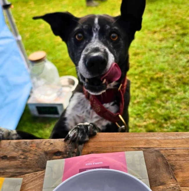 ✨New Packaging✨Wild Salmon Fishcakes with Sweet Potato - Air-dried Complete Dog Food 1.5kg